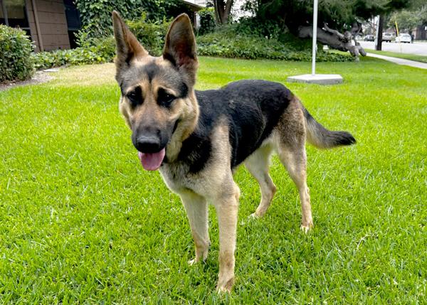 Enlarge Dudu, a Adoptable mixed breed in San Gabriel, CA image 5/6