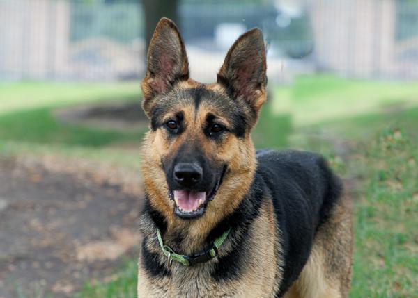 Enlarge Dudu, a Adoptable mixed breed in San Gabriel, CA image 5/6