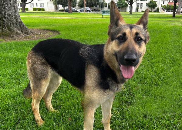 Enlarge Dudu, a Adoptable mixed breed in San Gabriel, CA image 6/6