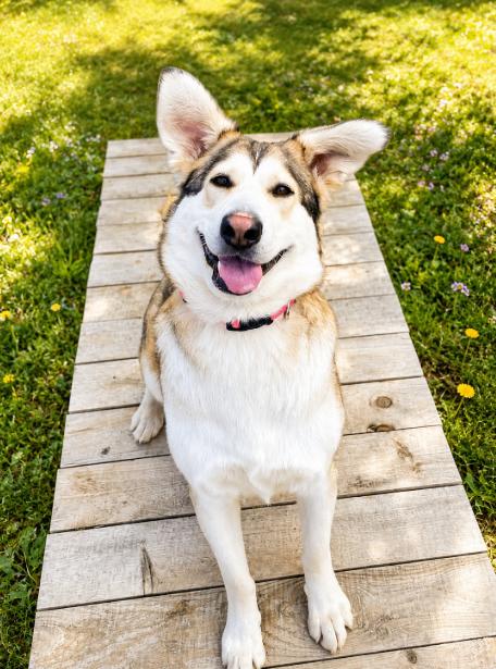 Freya, Adoptable, Adult Female Mixed Breed.