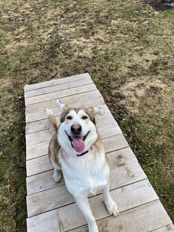 Enlarge Freya, a Adoptable Mixed Breed in Athens, ON image 2/6