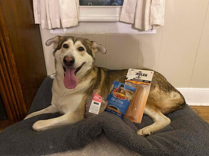 Freya, Adoptable, Adult Female Mixed Breed.