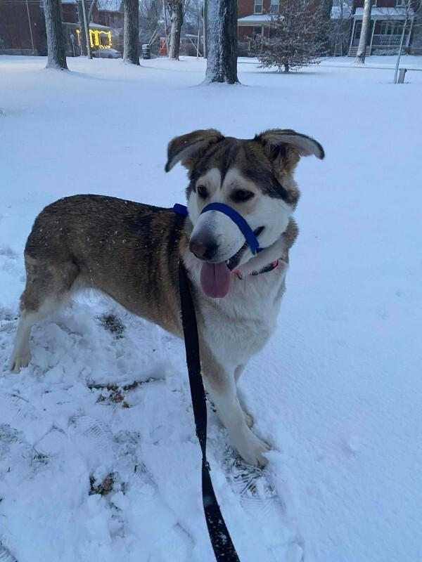 Enlarge Freya, a Adoptable Mixed Breed in Athens, ON image 2/4