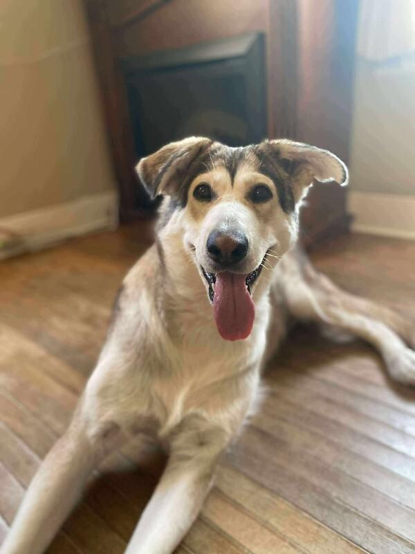 Enlarge Freya, a Adoptable Mixed Breed in Athens, ON image 4/4