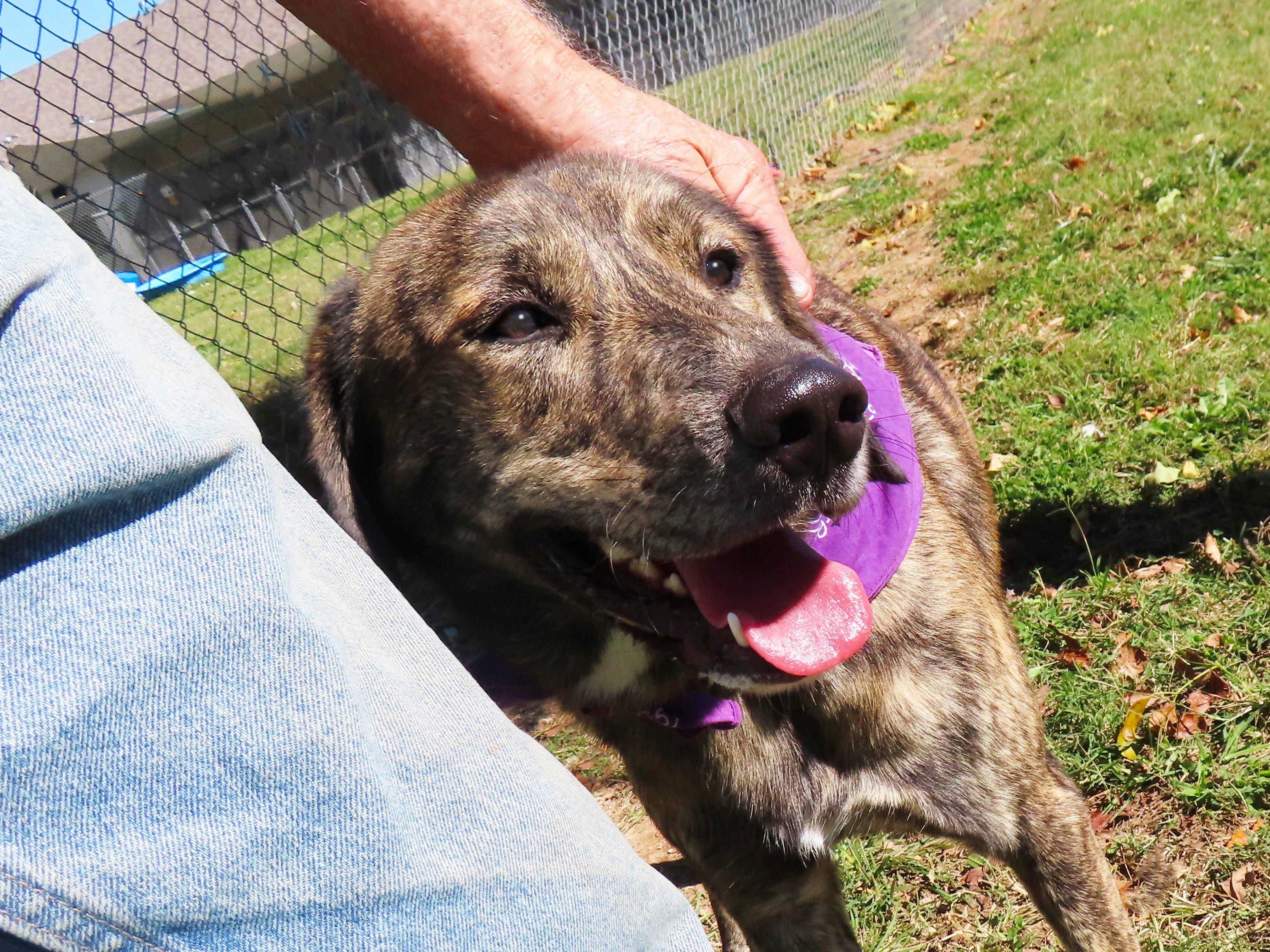 Tully 25C-278, Adoptable, Young Male Plott Hound & Catahoula Leopard Dog.