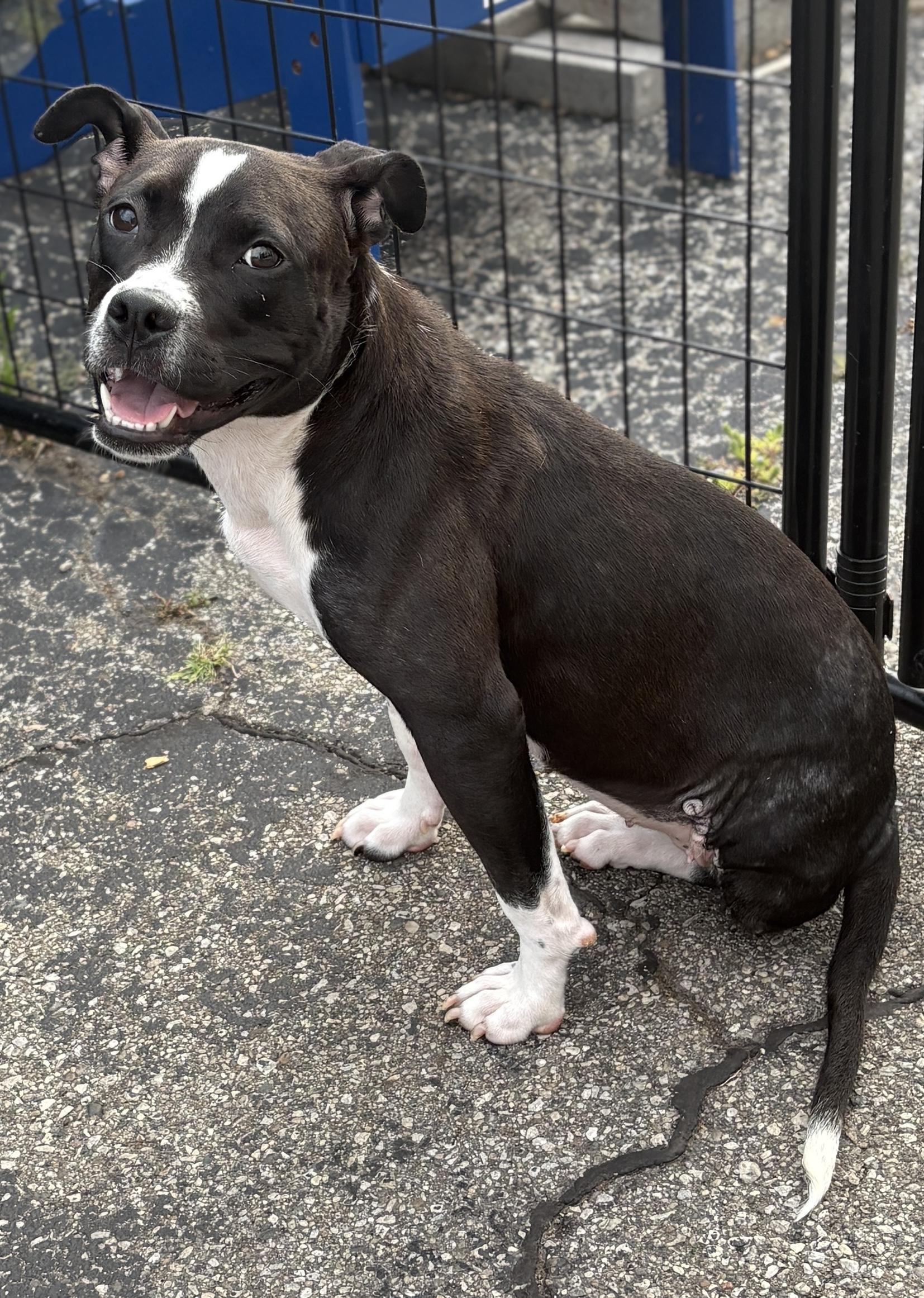 Cardamom, Adopted, Young Female American Staffordshire Terrier & Staffordshire Bull Terrier.