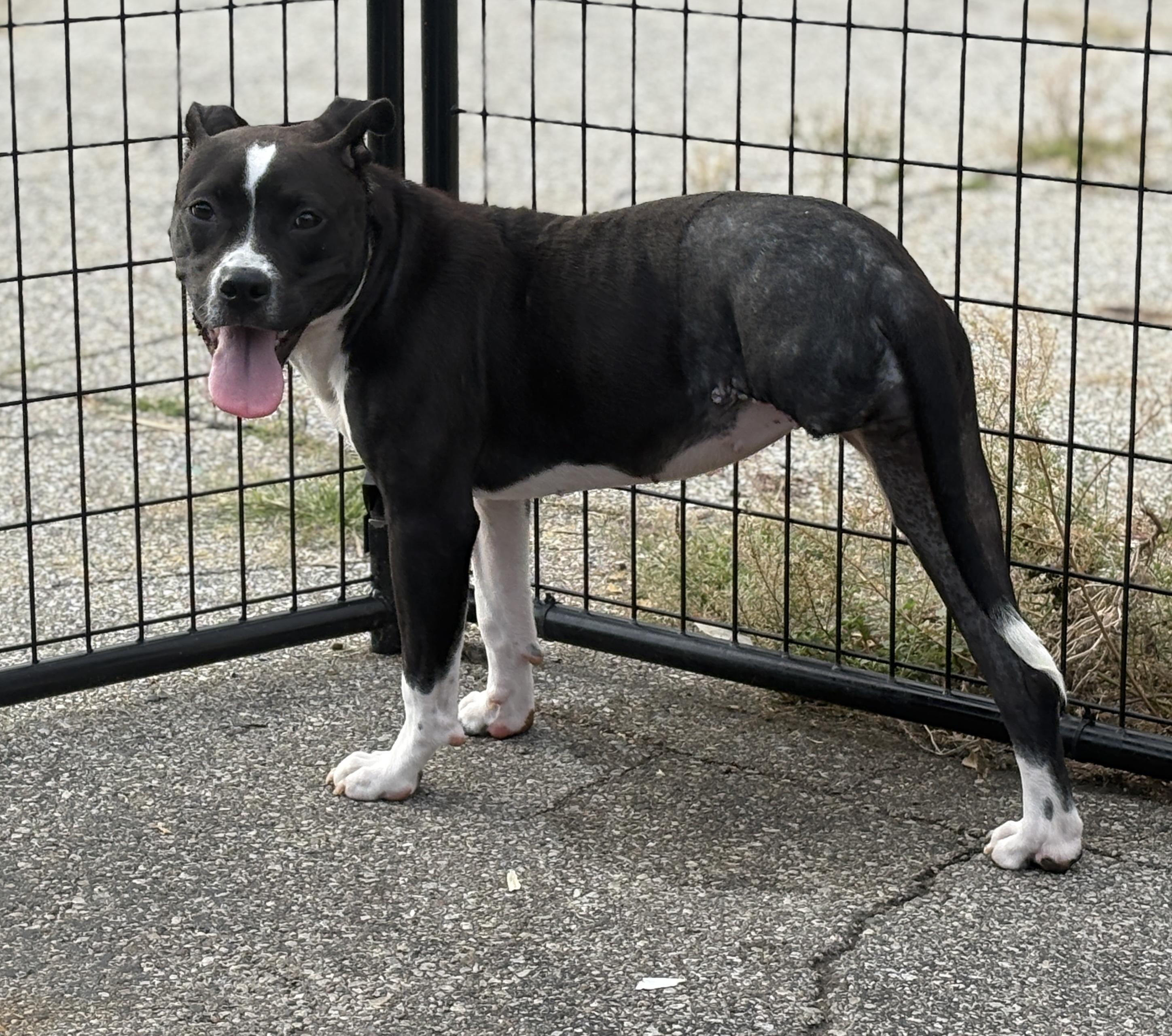 Enlarge Cardamom, a Adopted mixed breed in Oak Park, MI image 5/6