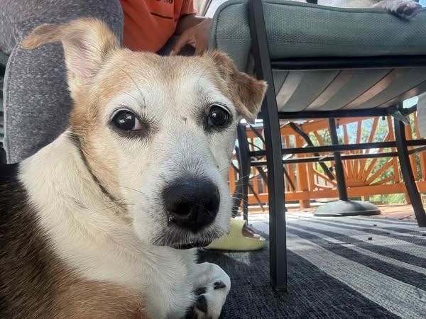 Enlarge Lily, a Adoptable mixed breed in Conshohocken, PA image 1/6