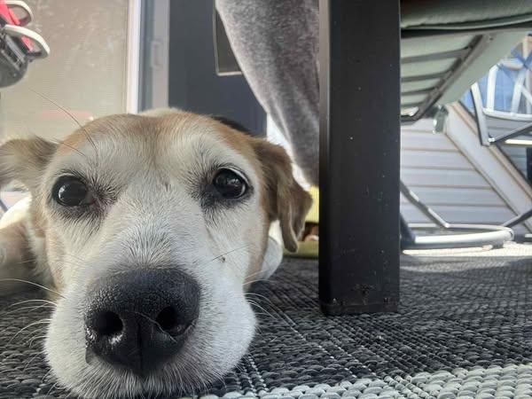 Enlarge Lily, a Adoptable mixed breed in Conshohocken, PA image 2/6