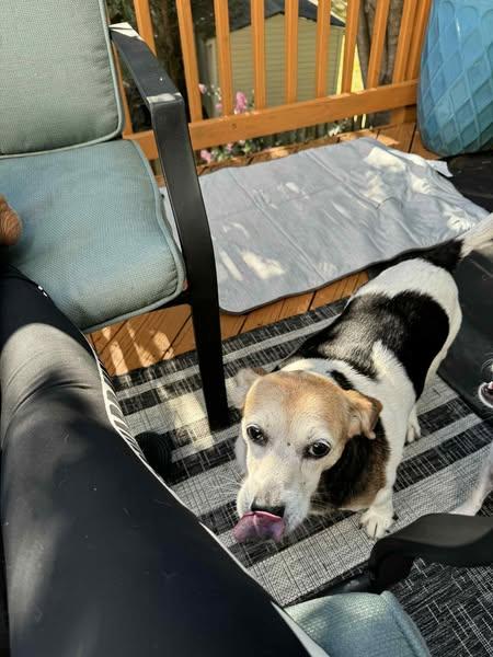 Enlarge Lily, a Adoptable mixed breed in Conshohocken, PA image 4/6