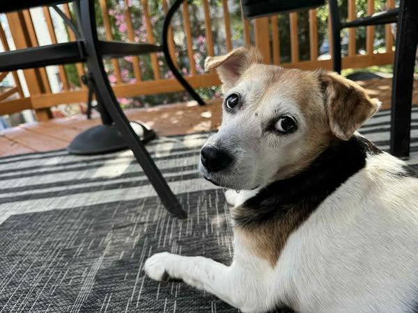 Enlarge Lily, a Adoptable mixed breed in Conshohocken, PA image 5/6