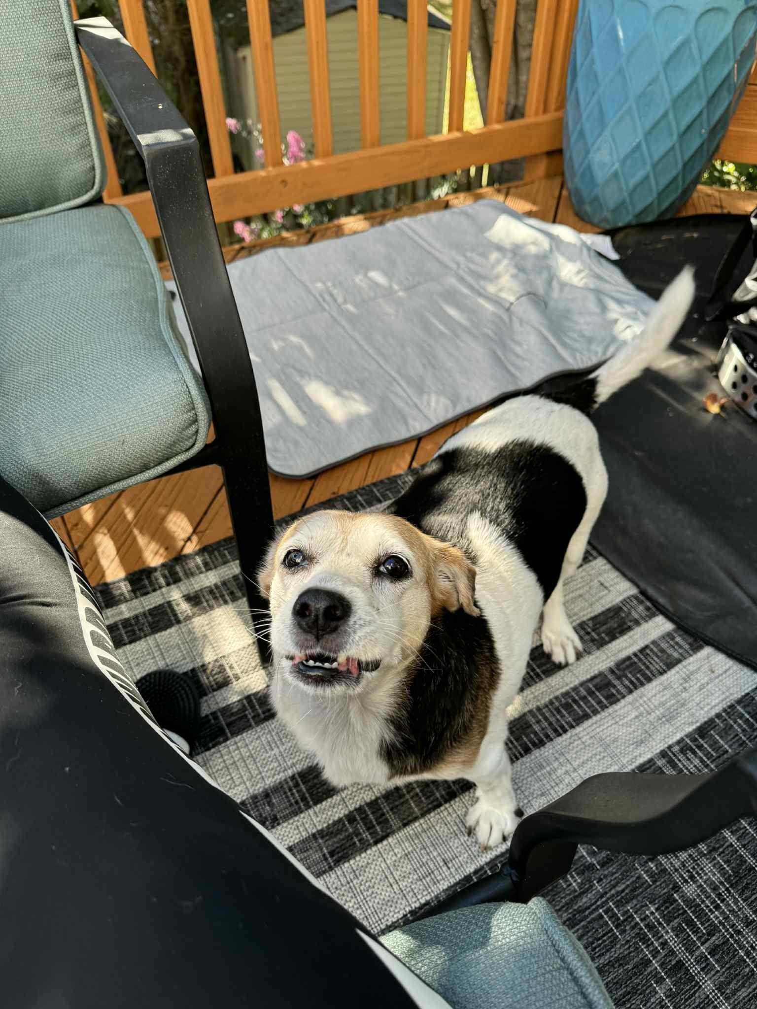 Enlarge Lily, a Adoptable mixed breed in Conshohocken, PA image 6/6