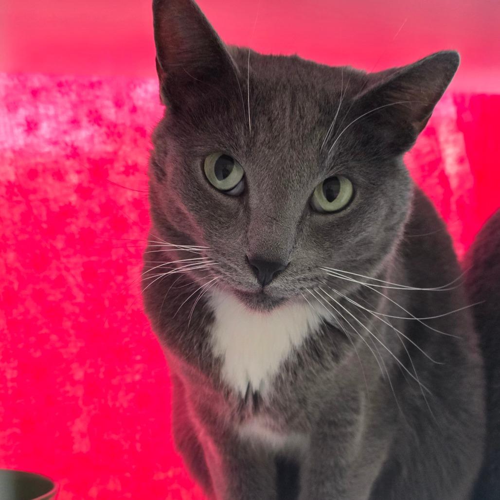 Enlarge Hallow, a Adoptable Domestic Short Hair in Lakewood, CO image 1/4