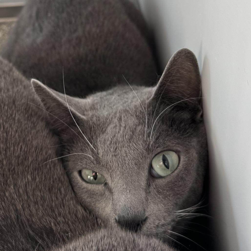 Enlarge Hallow, a Adoptable Domestic Short Hair in Lakewood, CO image 2/4