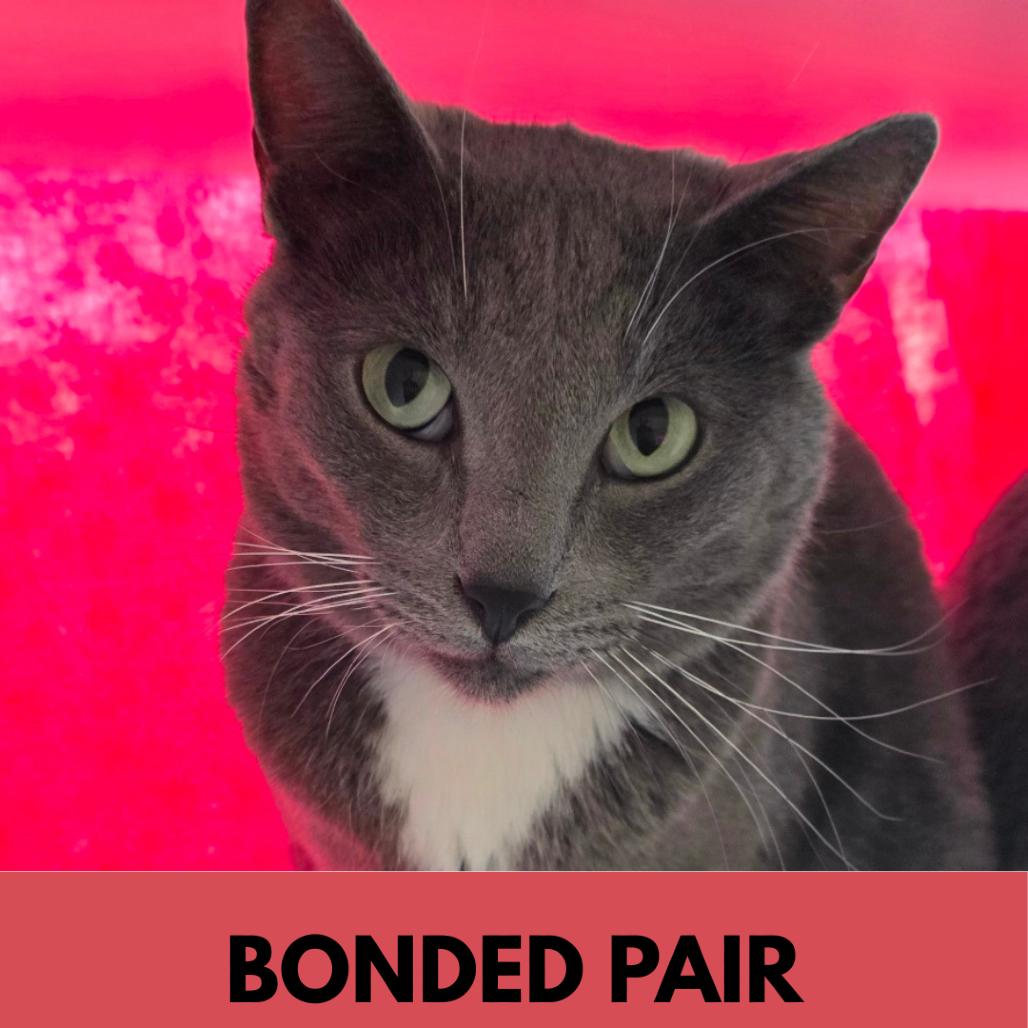 Enlarge Hallow, a Adoptable Domestic Short Hair in Lakewood, CO image 3/4