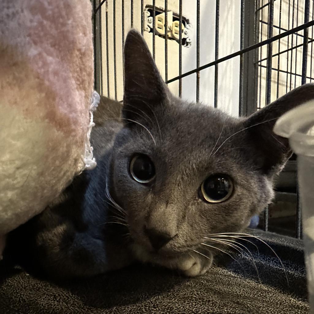 Enlarge Hallow, a Adoptable Domestic Short Hair in Lakewood, CO image 4/4