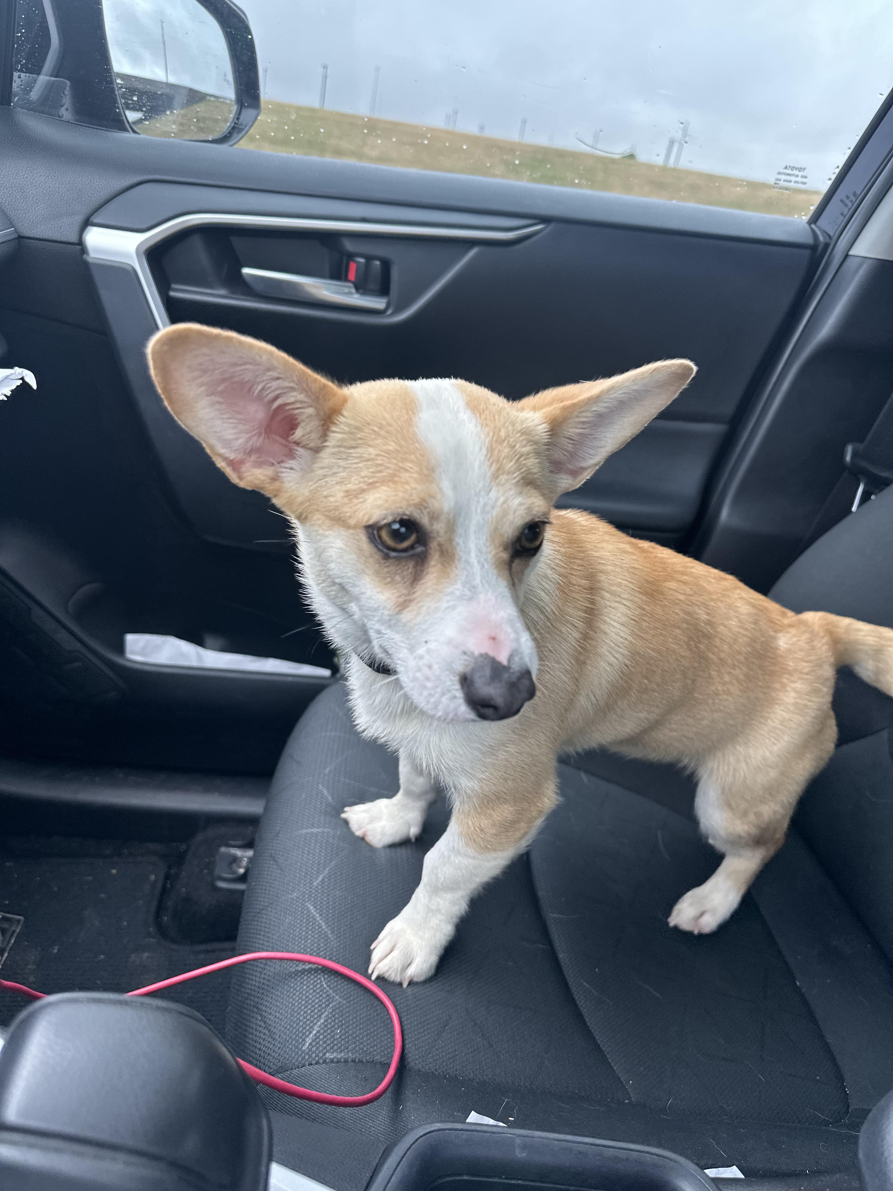 Rosa, a ADOPTABLE mixed breed in Tuttle, OK image 3/3