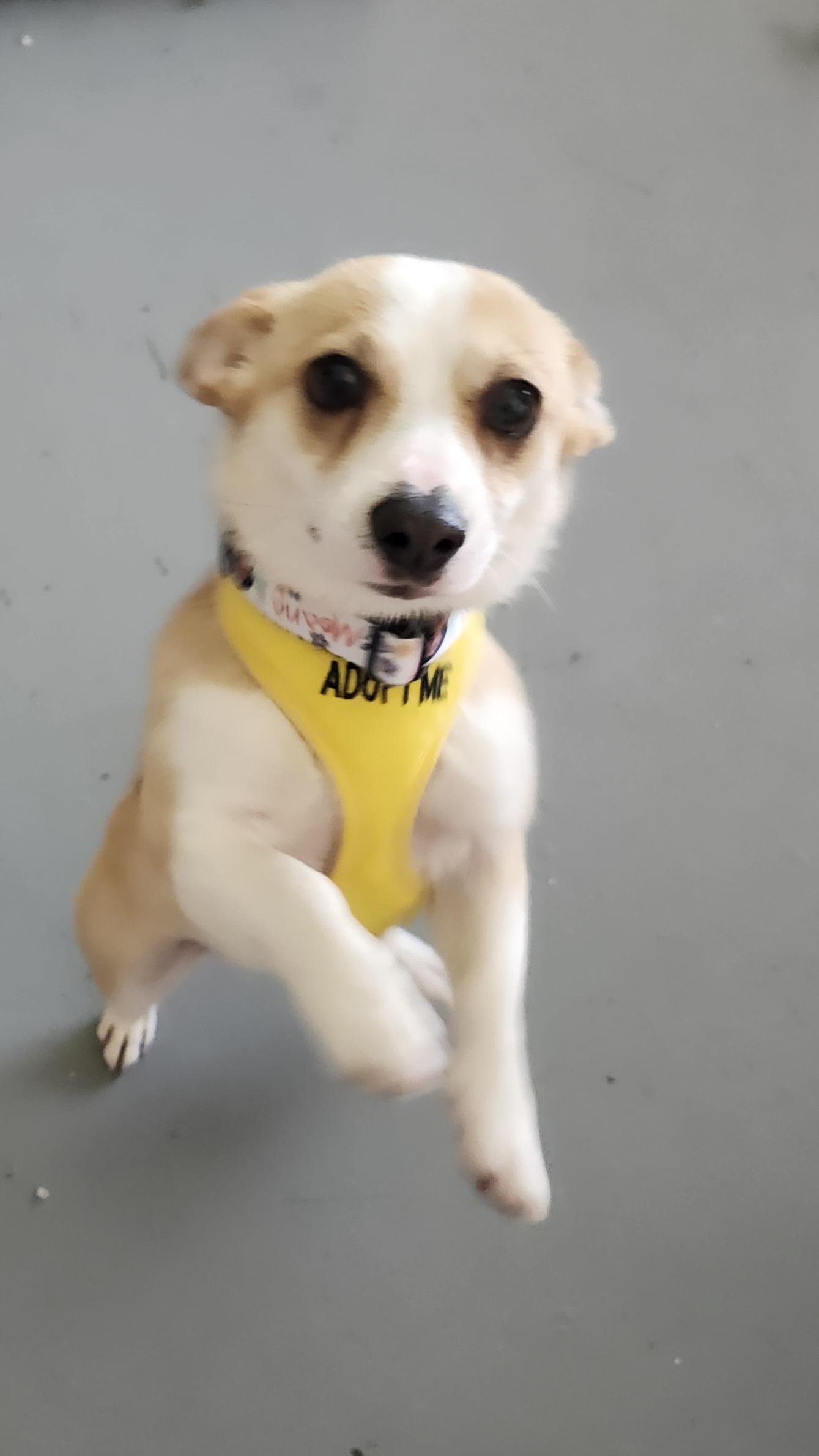 Rosa, a ADOPTABLE mixed breed in Tuttle, OK image 2/3