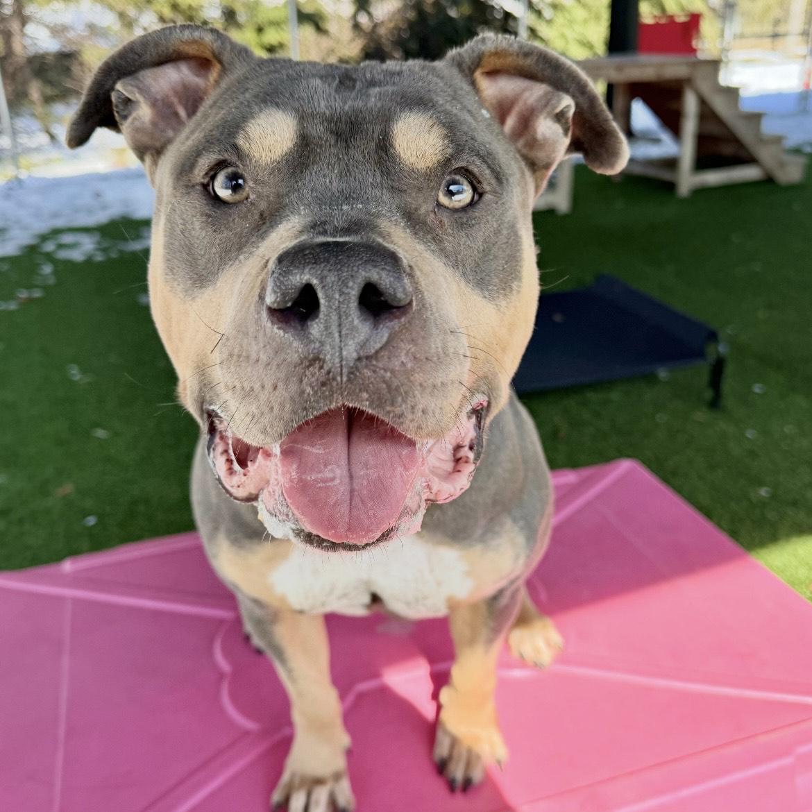 Enlarge Baylee, a ADOPTABLE mixed breed in Eatontown, NJ image 4/5