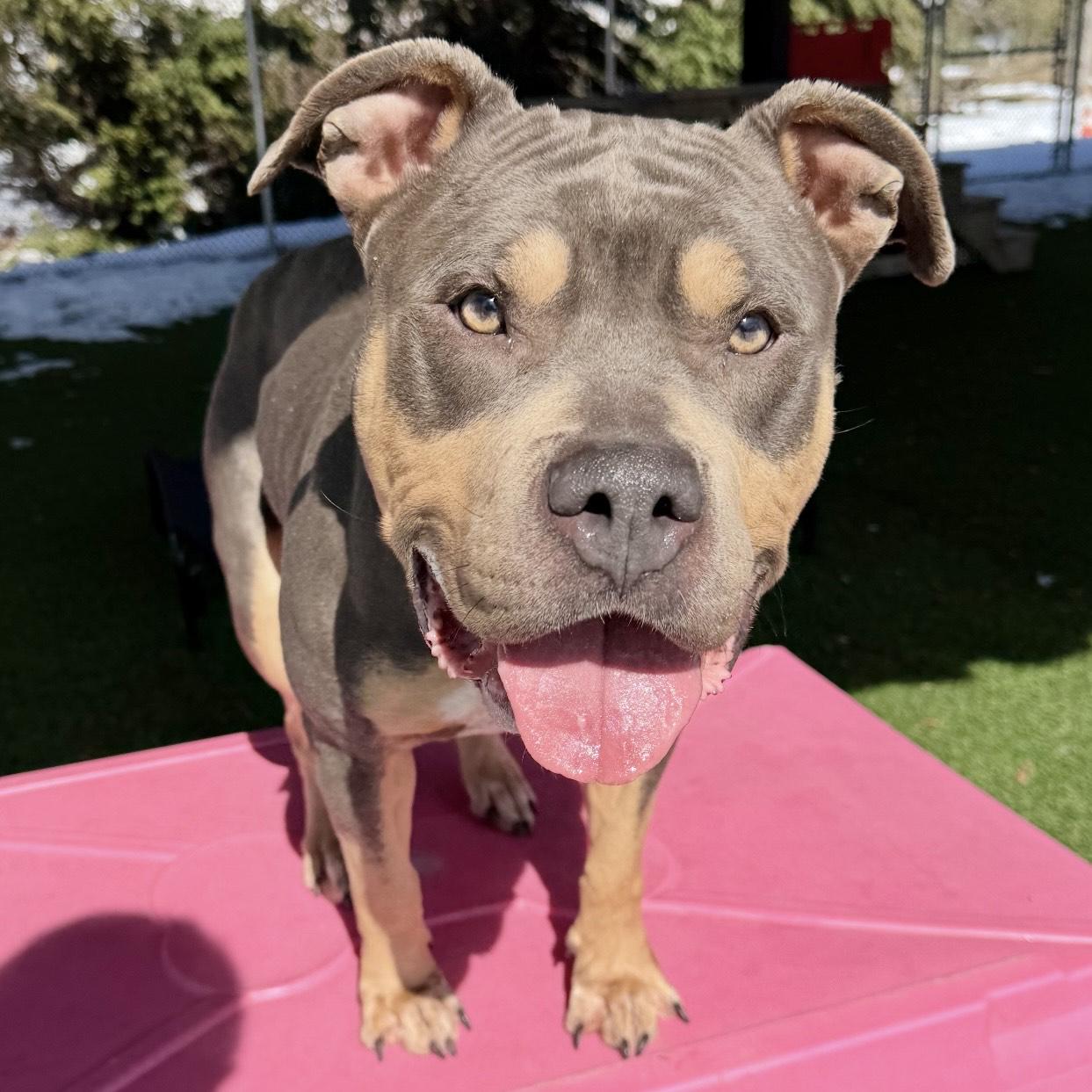 Baylee, ADOPTABLE, Adult Female American Bully.