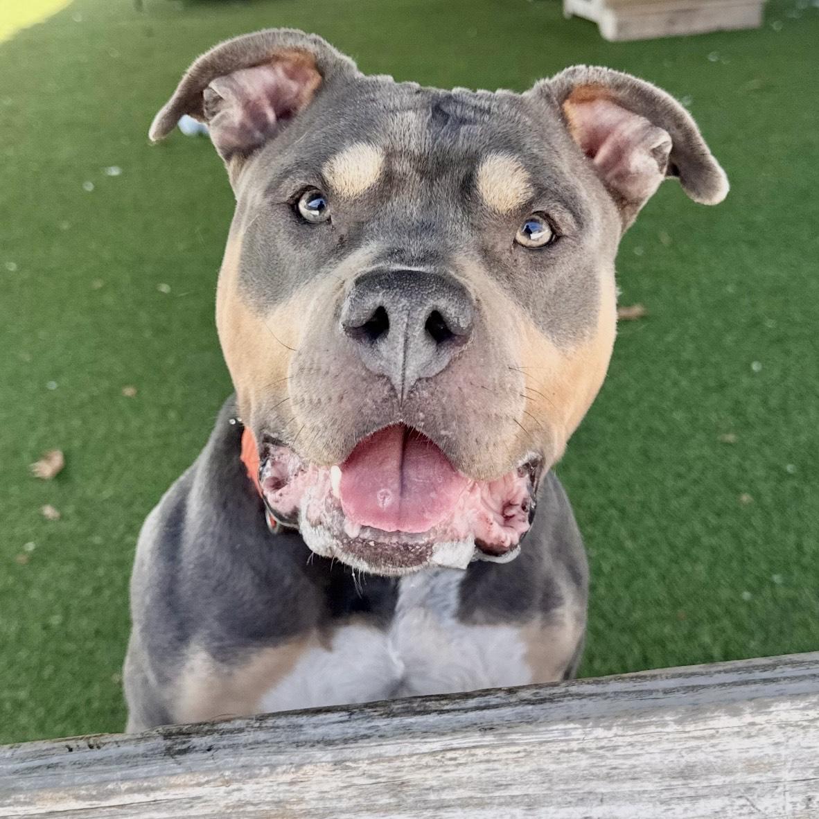 Enlarge Baylee, a ADOPTABLE mixed breed in Eatontown, NJ image 5/5