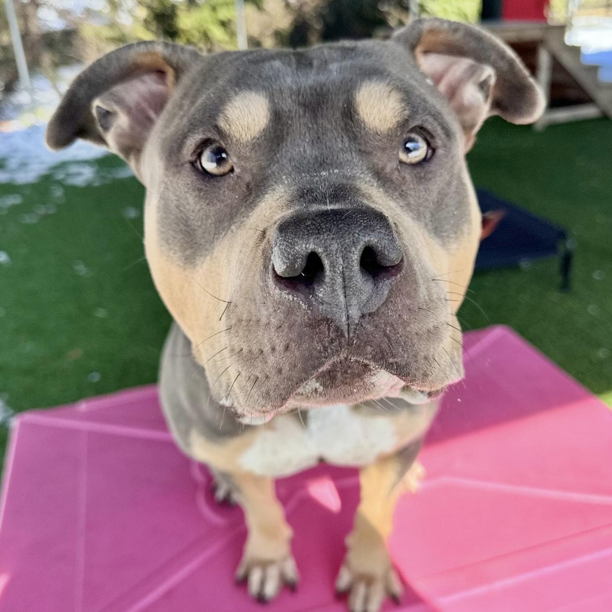 Enlarge Baylee, a ADOPTABLE mixed breed in Eatontown, NJ image 2/5