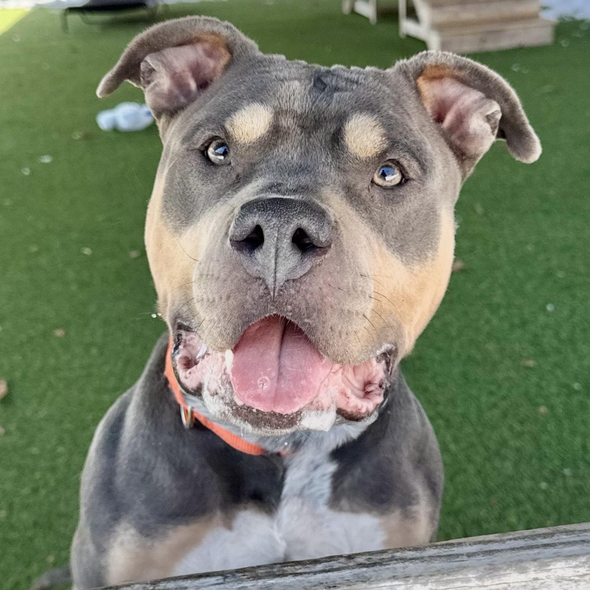 Enlarge Baylee, a ADOPTABLE mixed breed in Eatontown, NJ image 3/5