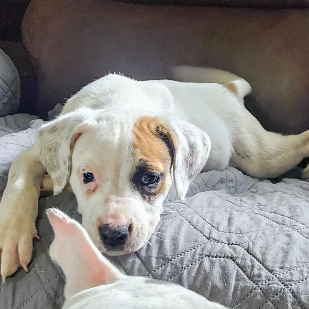 Enlarge Ivy, a Adoptable Mixed Breed in Cleveland, TX image 2/6