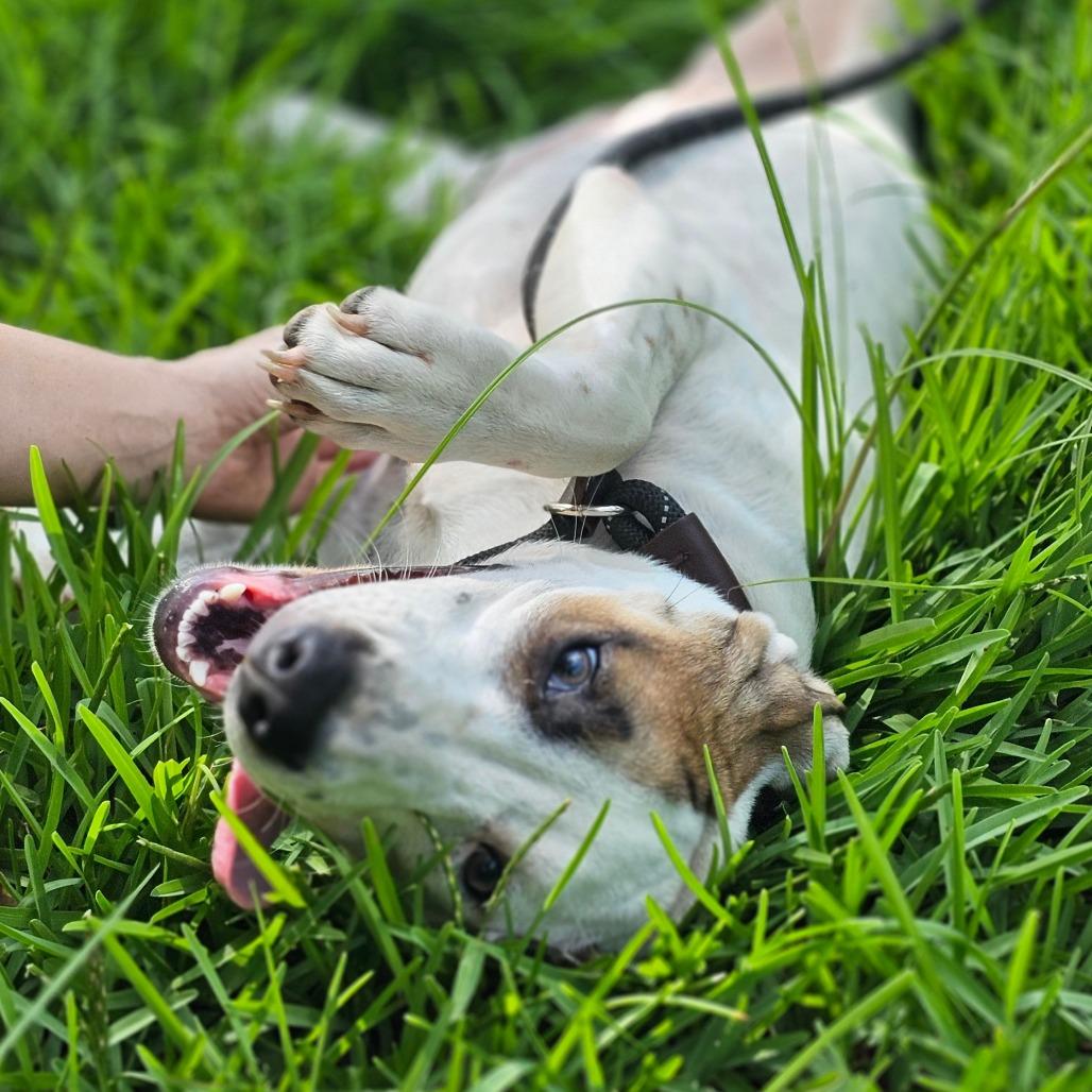 Enlarge Ivy, a Adoptable Mixed Breed in Cleveland, TX image 3/6