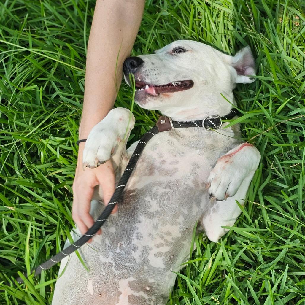 Enlarge Ivy, a Adoptable Mixed Breed in Cleveland, TX image 5/6