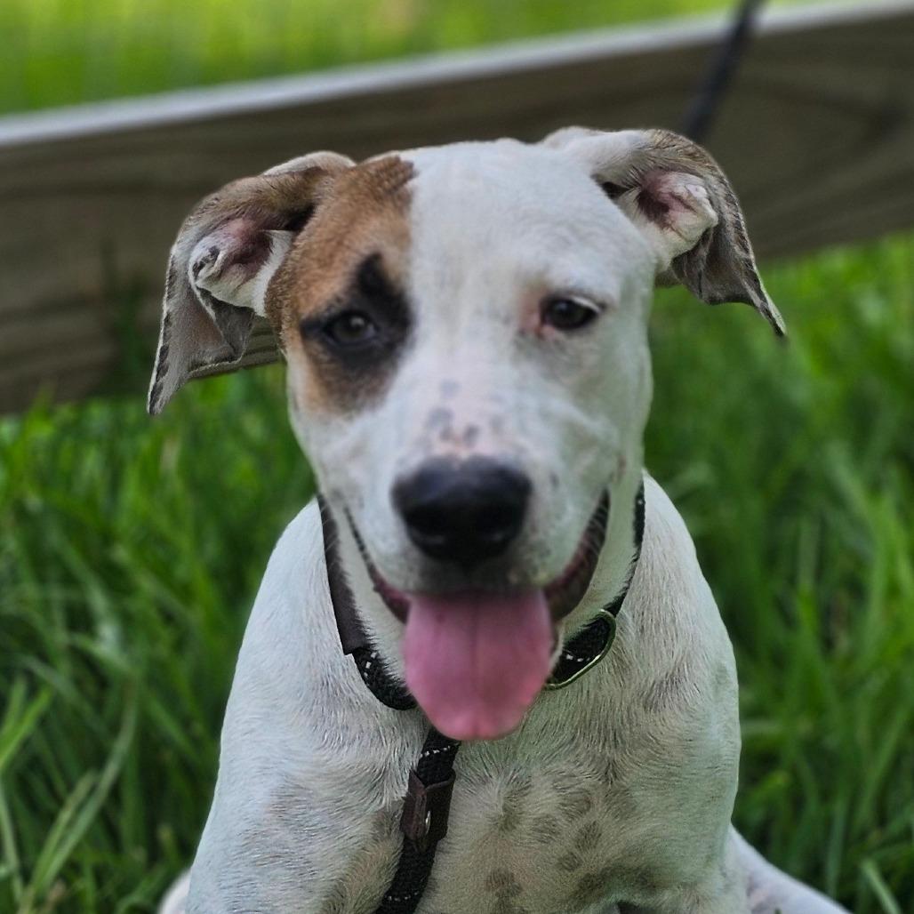 Enlarge Ivy, a Adoptable Mixed Breed in Cleveland, TX image 6/6