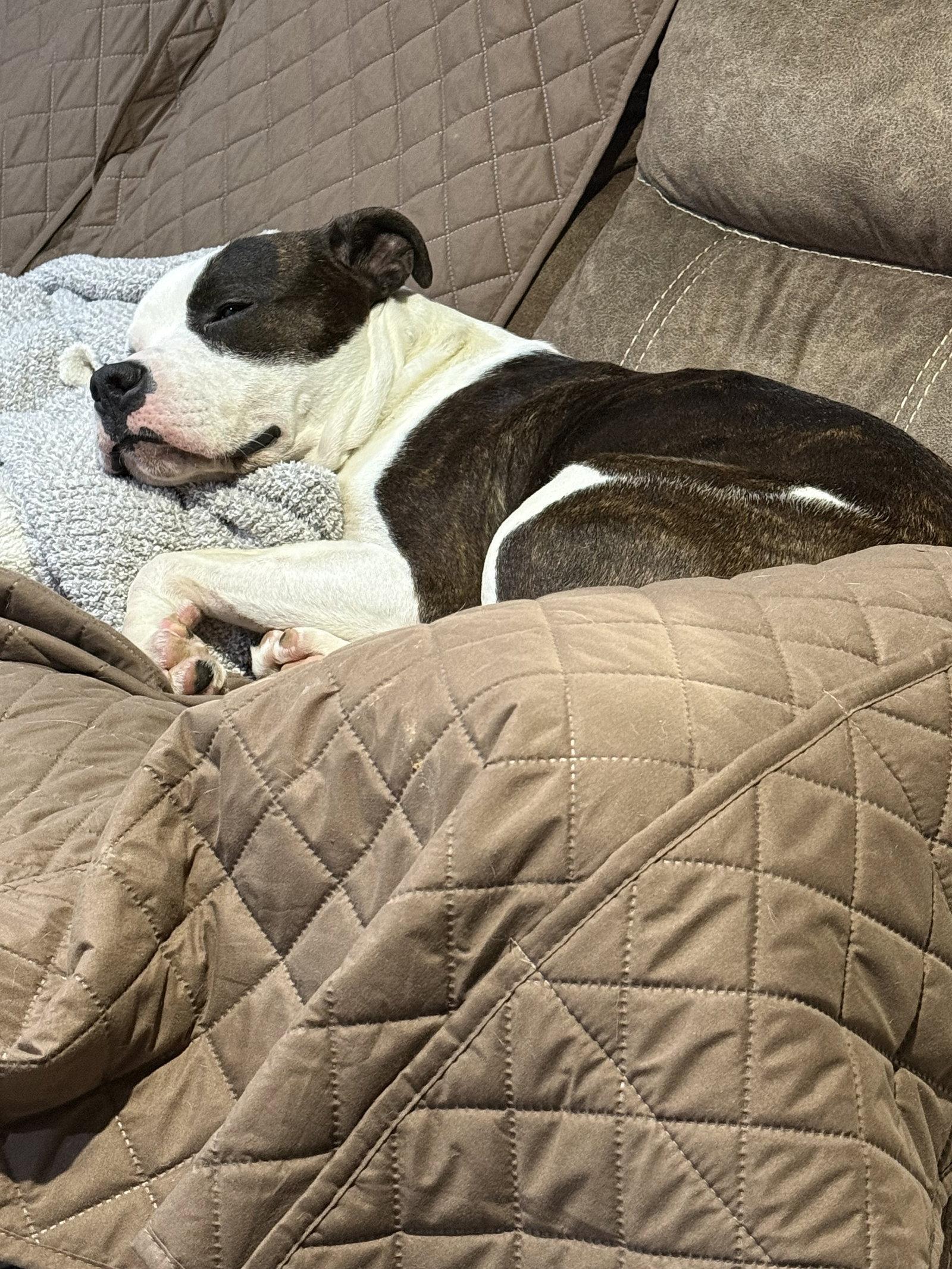 Maximus, a Adoptable American Bulldog in O'Fallon, MO image 1/3