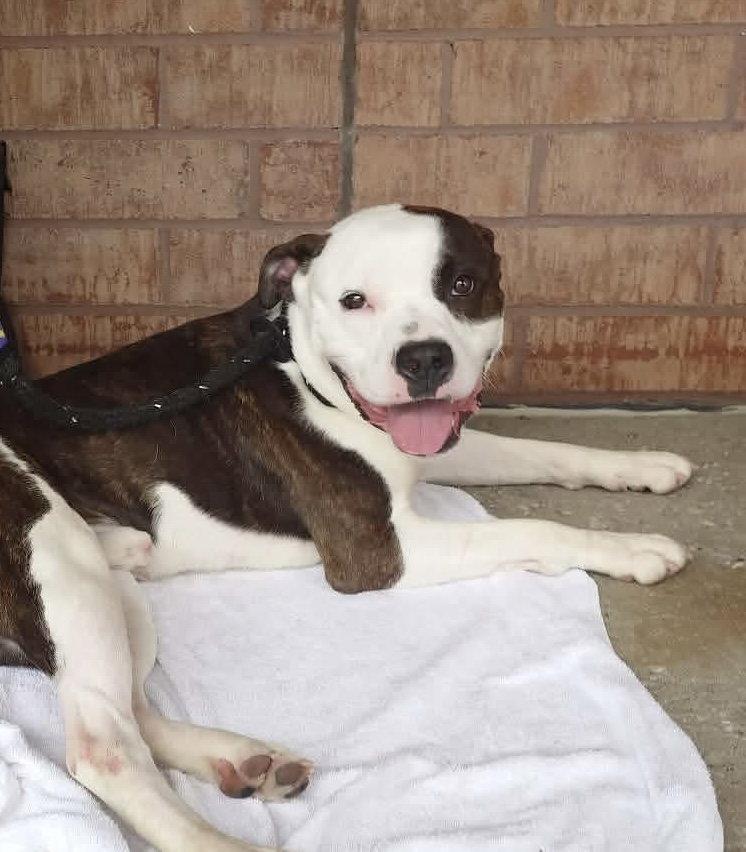 Maximus, a Adoptable American Bulldog in O'Fallon, MO image 2/3