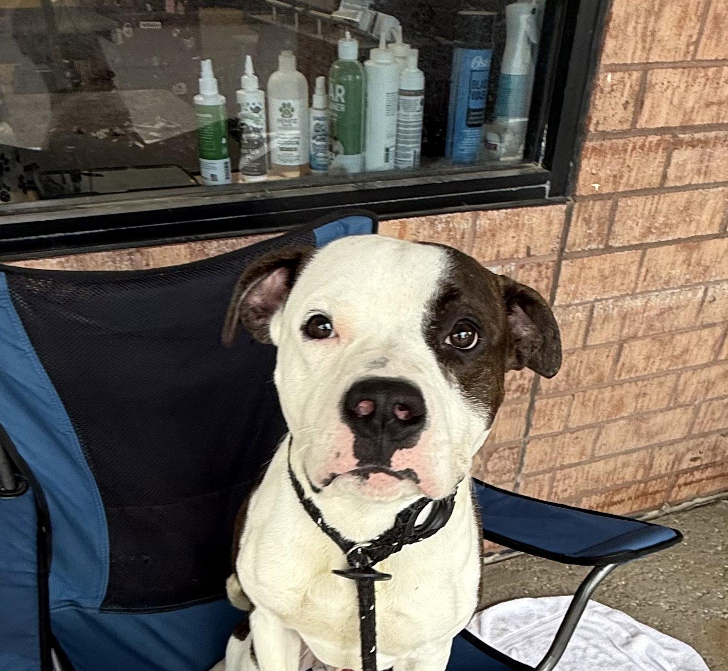 Maximus, a Adoptable American Bulldog in O'Fallon, MO image 3/3
