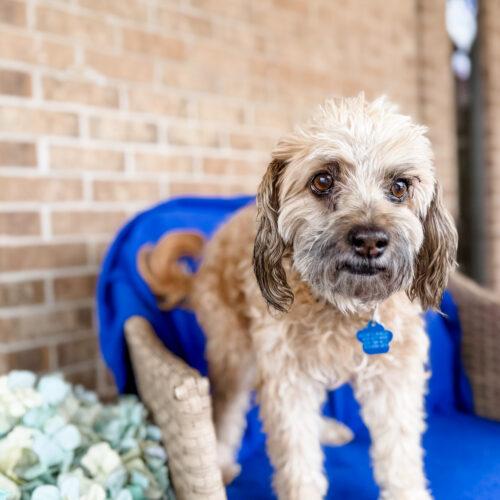 Jacob, a Adoptable Miniature Poodle in Broken Arrow, OK image 1/3