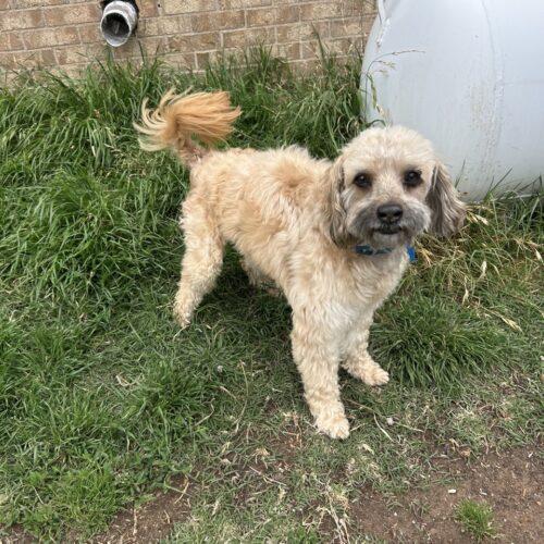 Enlarge Jacob, a Adoptable mixed breed in Broken Arrow, OK image 2/6