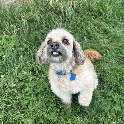 Enlarge Jacob, a Adoptable mixed breed in Broken Arrow, OK image 3/6