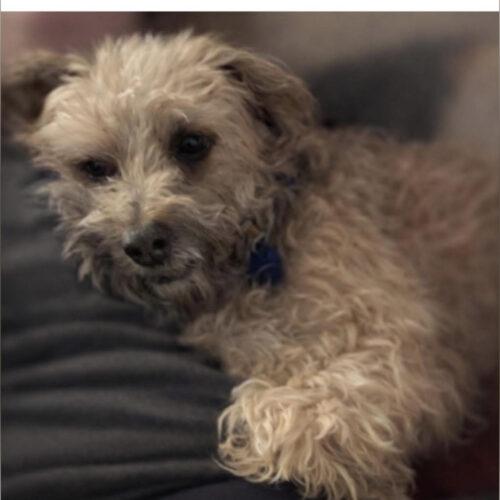 Jacob, a Adoptable Miniature Poodle in Broken Arrow, OK image 2/3