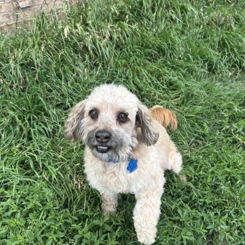Enlarge Jacob, a Adoptable mixed breed in Broken Arrow, OK image 5/6
