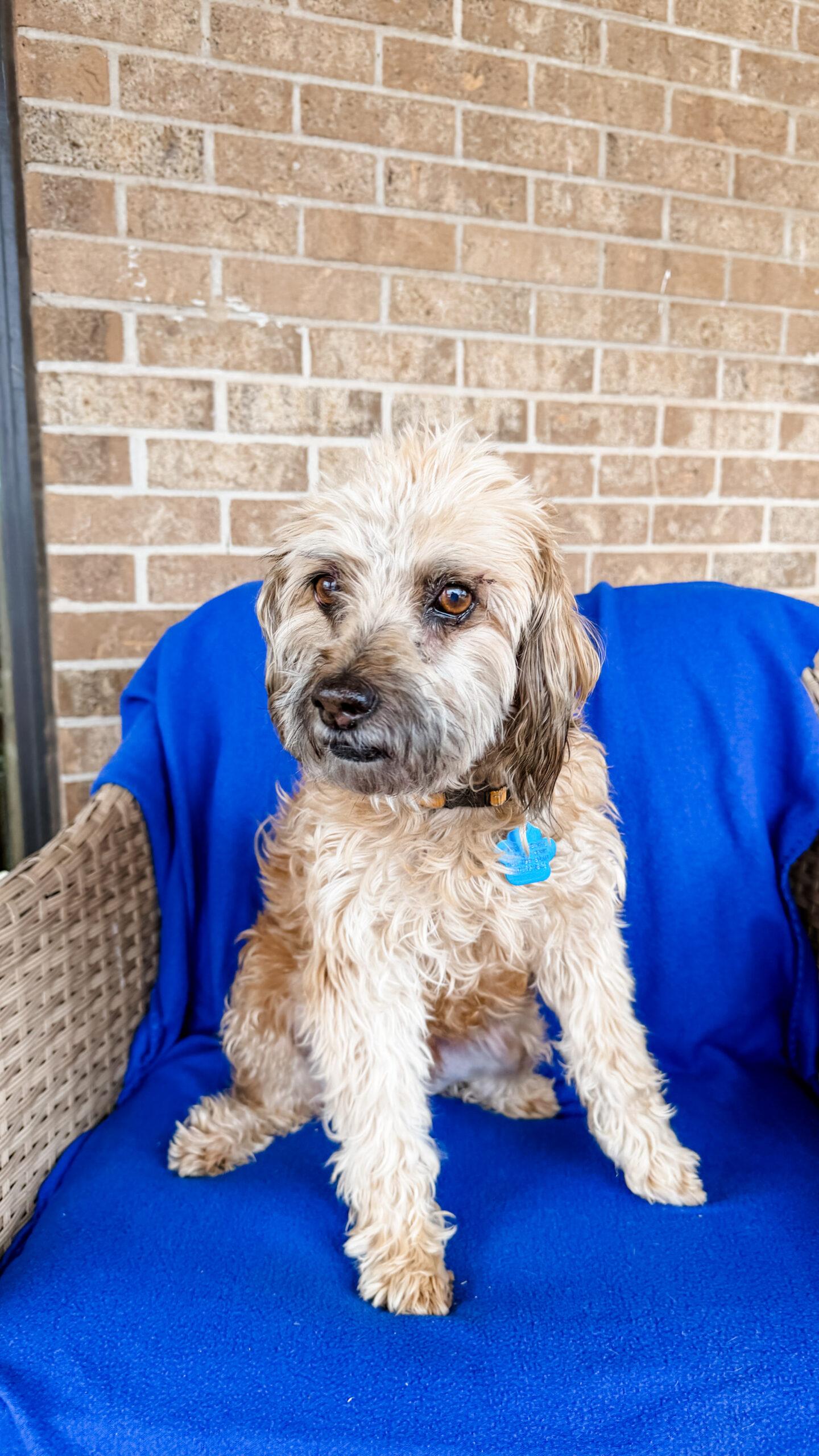 Enlarge Jacob, a Adoptable mixed breed in Broken Arrow, OK image 6/6