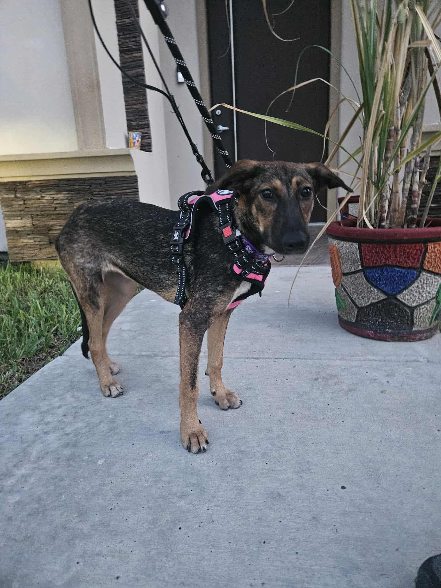 Enlarge Cappuccino, a Adoptable mixed breed in East Haddam, CT image 1/6