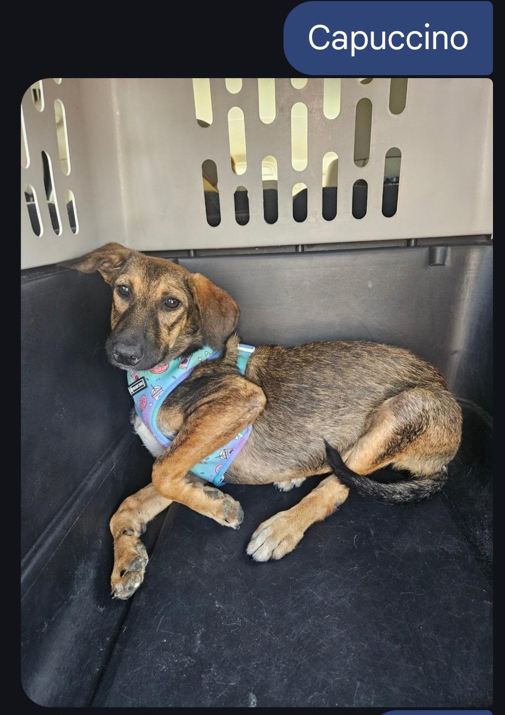 Cappuccino, Adoptable, Puppy Female Shepherd.