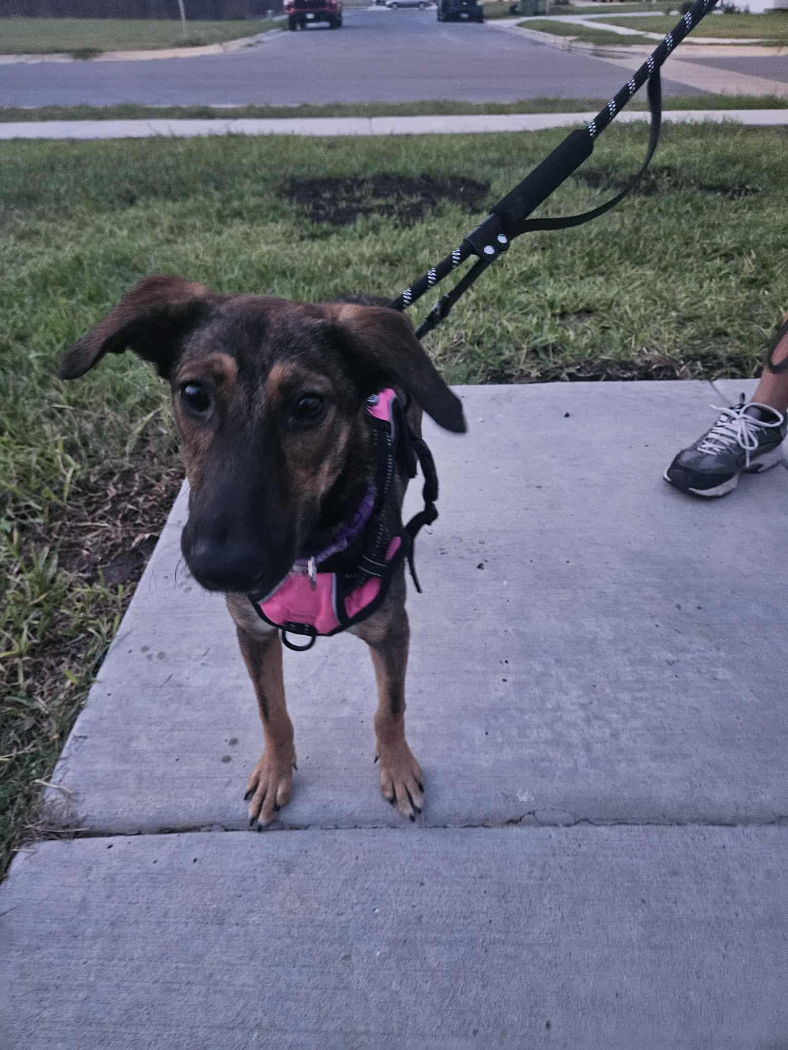 Enlarge Cappuccino, a Adoptable mixed breed in East Haddam, CT image 3/6