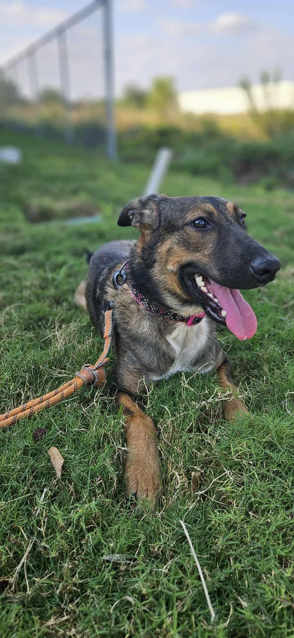 Enlarge Cappuccino, a Adoptable mixed breed in East Haddam, CT image 4/6
