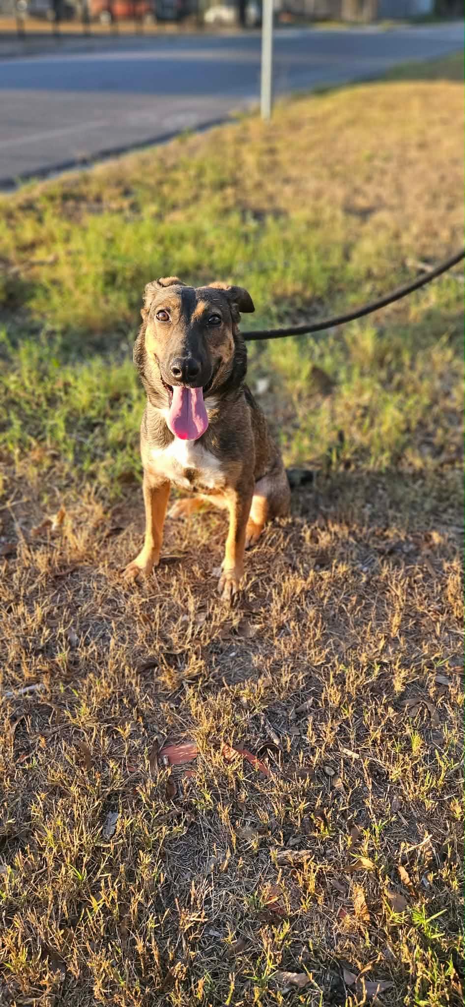 Enlarge Cappuccino, a Adoptable mixed breed in East Haddam, CT image 5/6