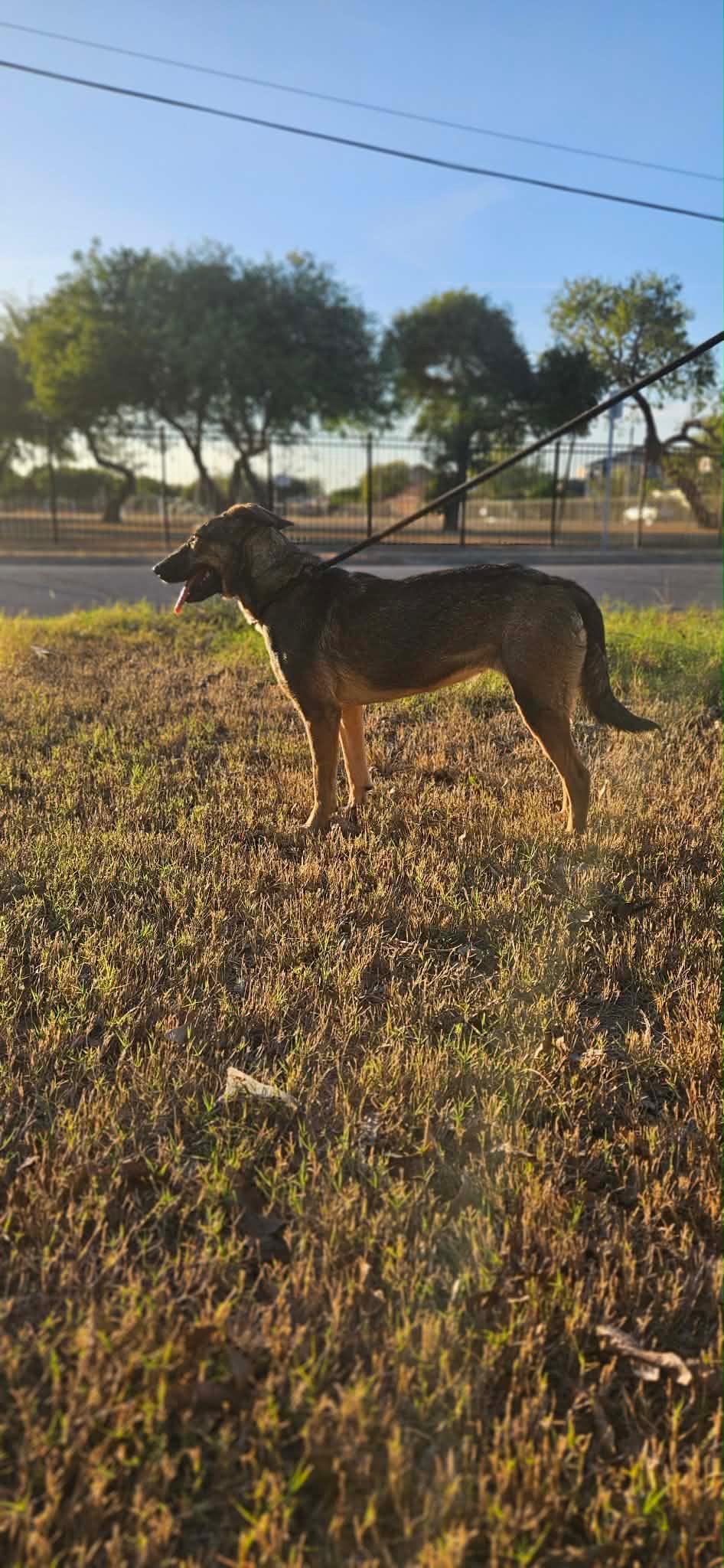 Enlarge Cappuccino, a Adoptable mixed breed in East Haddam, CT image 6/6
