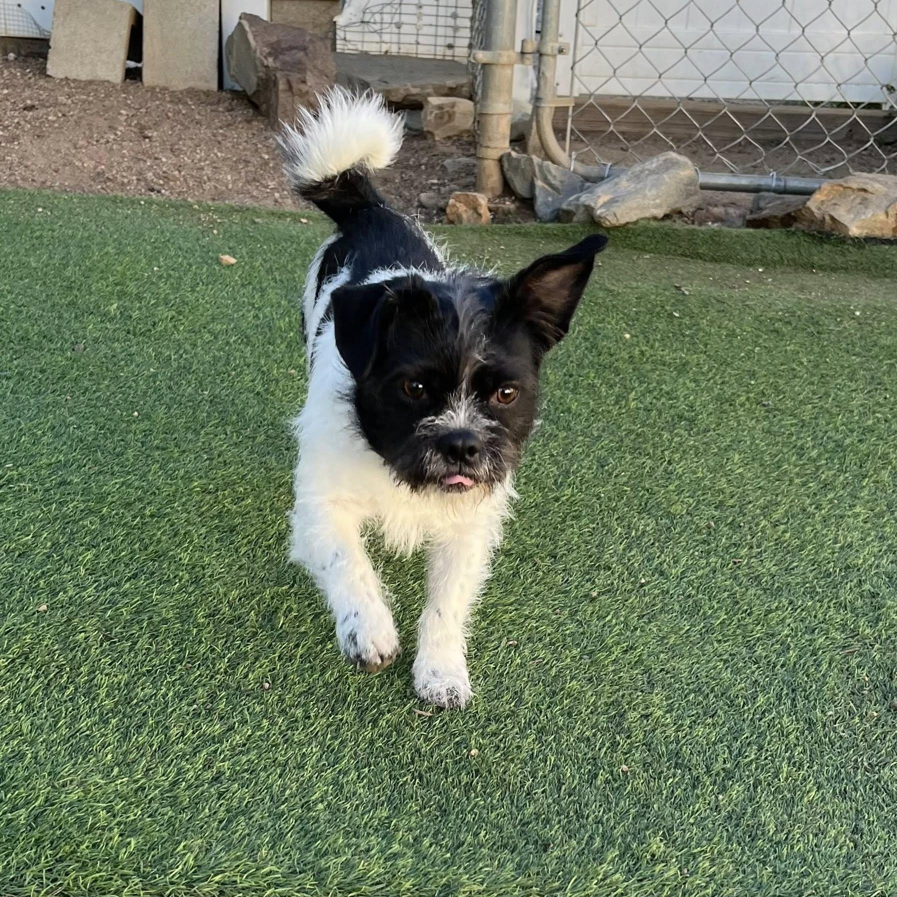 Enlarge Chevy, a ADOPTABLE mixed breed in Agua Dulce, CA image 1/5
