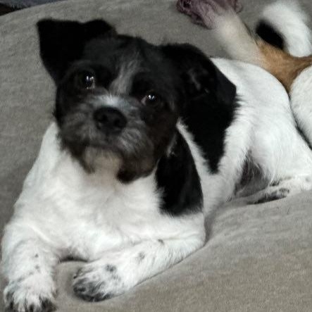 Chevy, ADOPTABLE, Puppy Male Jack Russell Terrier.