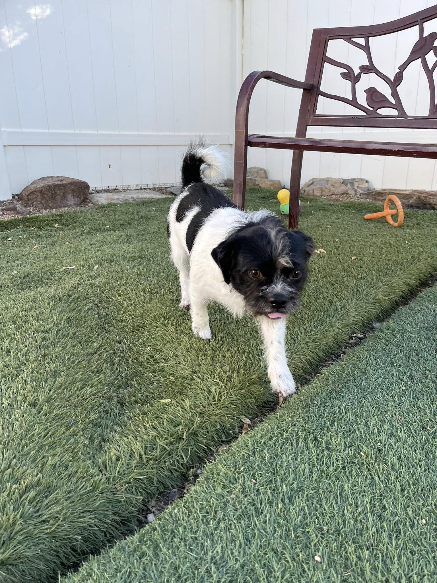 Enlarge Chevy, a ADOPTABLE mixed breed in Agua Dulce, CA image 3/5