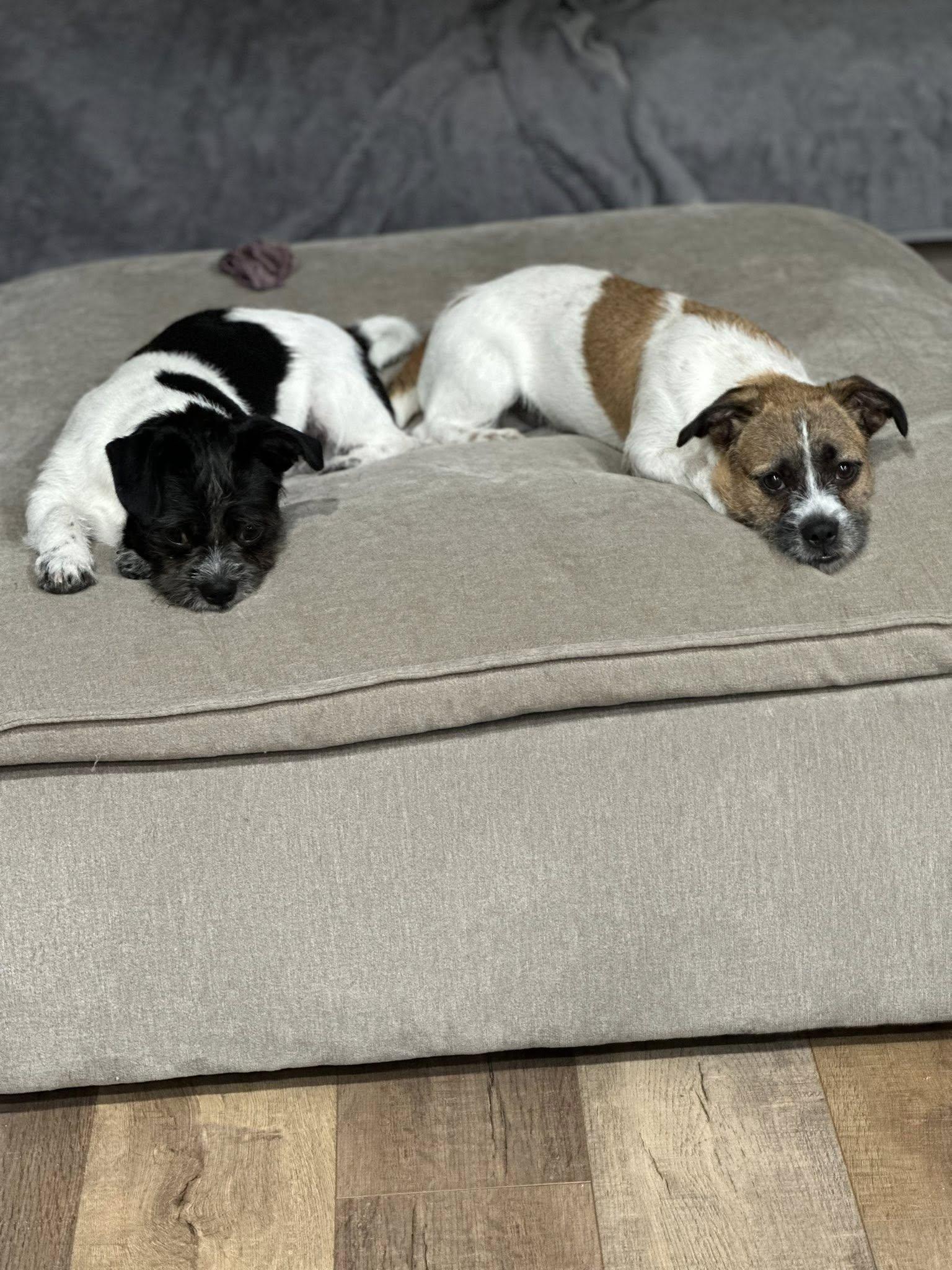 Enlarge Chevy, a ADOPTABLE mixed breed in Agua Dulce, CA image 5/5